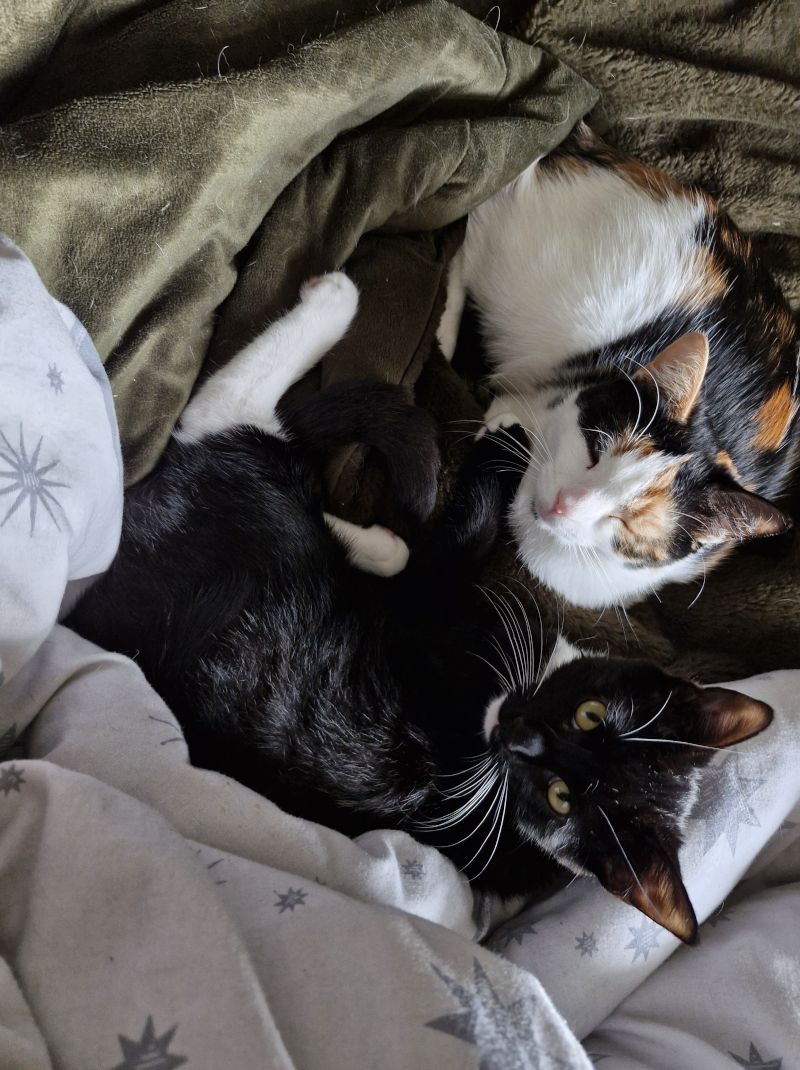 Dandelionowl Dandelionowl